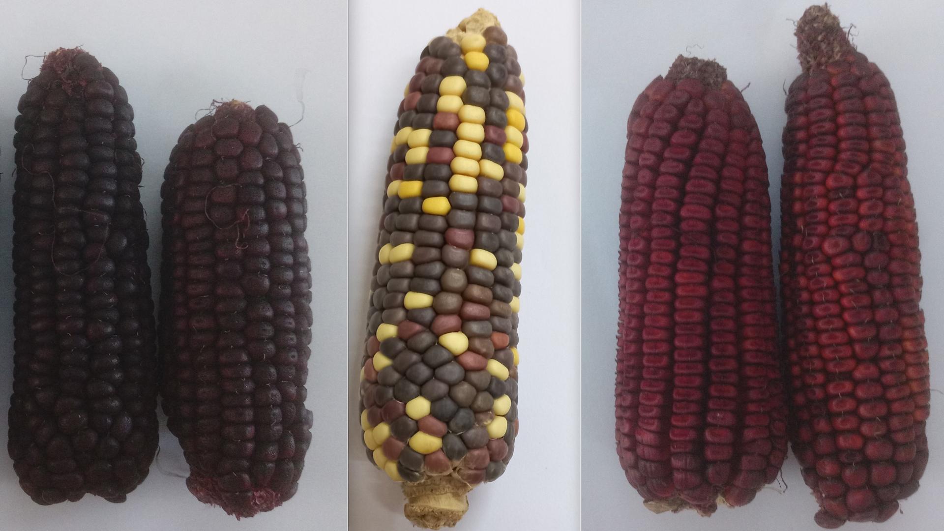 Maize varieties