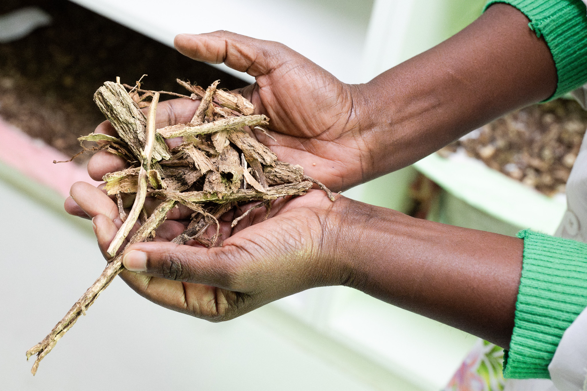 TWAS Research Grant recipient Njeri Irungu, senior principal research scientist at the Kenya Medical Research Institute (KEMRI), examines roots and stems of Urera hypselodendron.