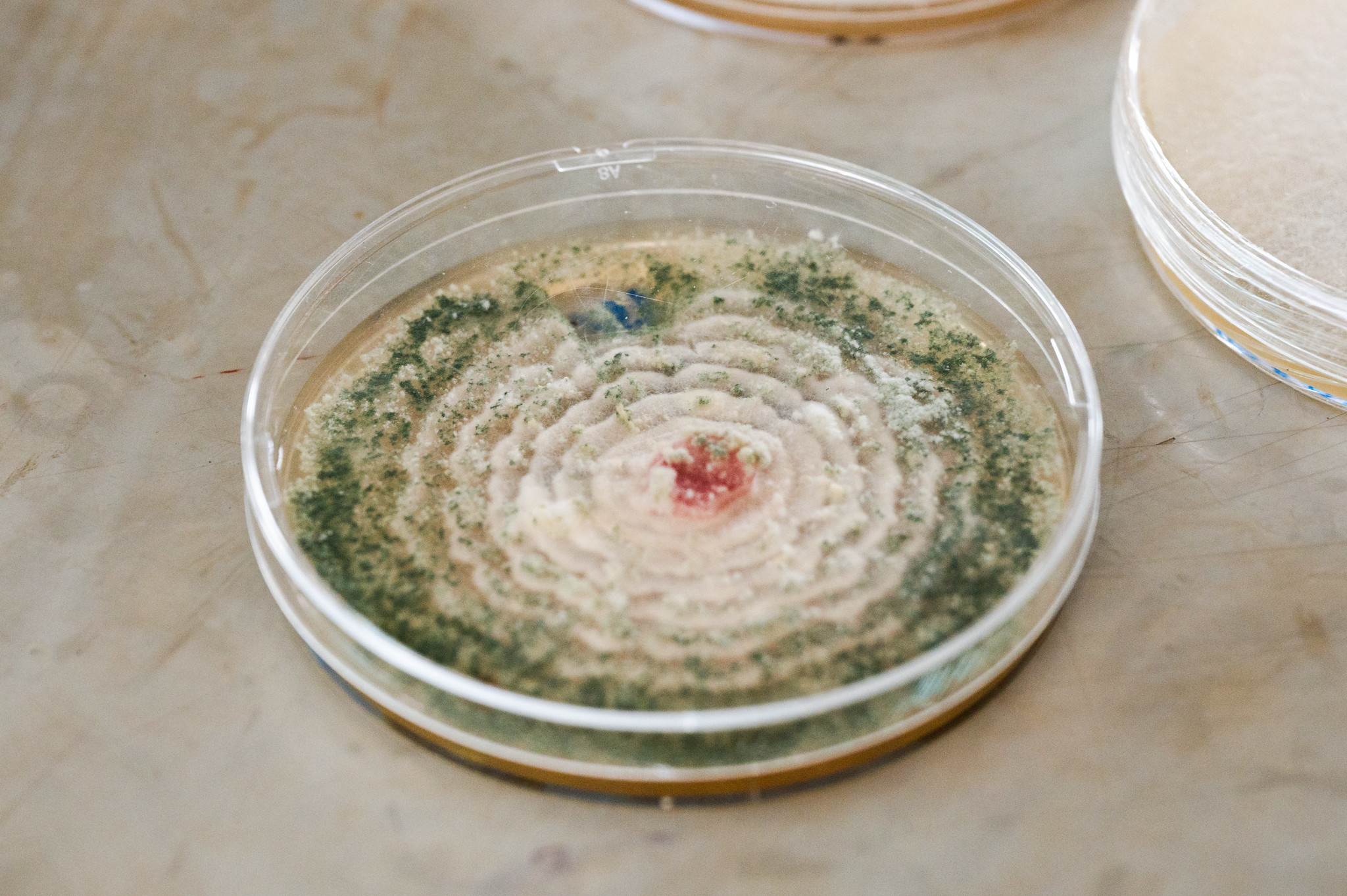 A culture in a petri dish at Ezekiel Njeru’s laboratory. His research explores low‑cost soil fertilisers based on organic waste and beneficial microorganisms.
