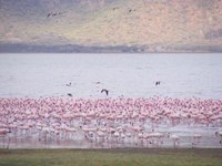 Flamingos, microbes and more in Africa's Great Rift Valley