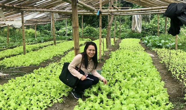 Sengphachanh Sonethavixay of Lao PDR at work in the field. (Photo provided)