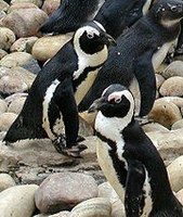 African Penguin populations in decline
